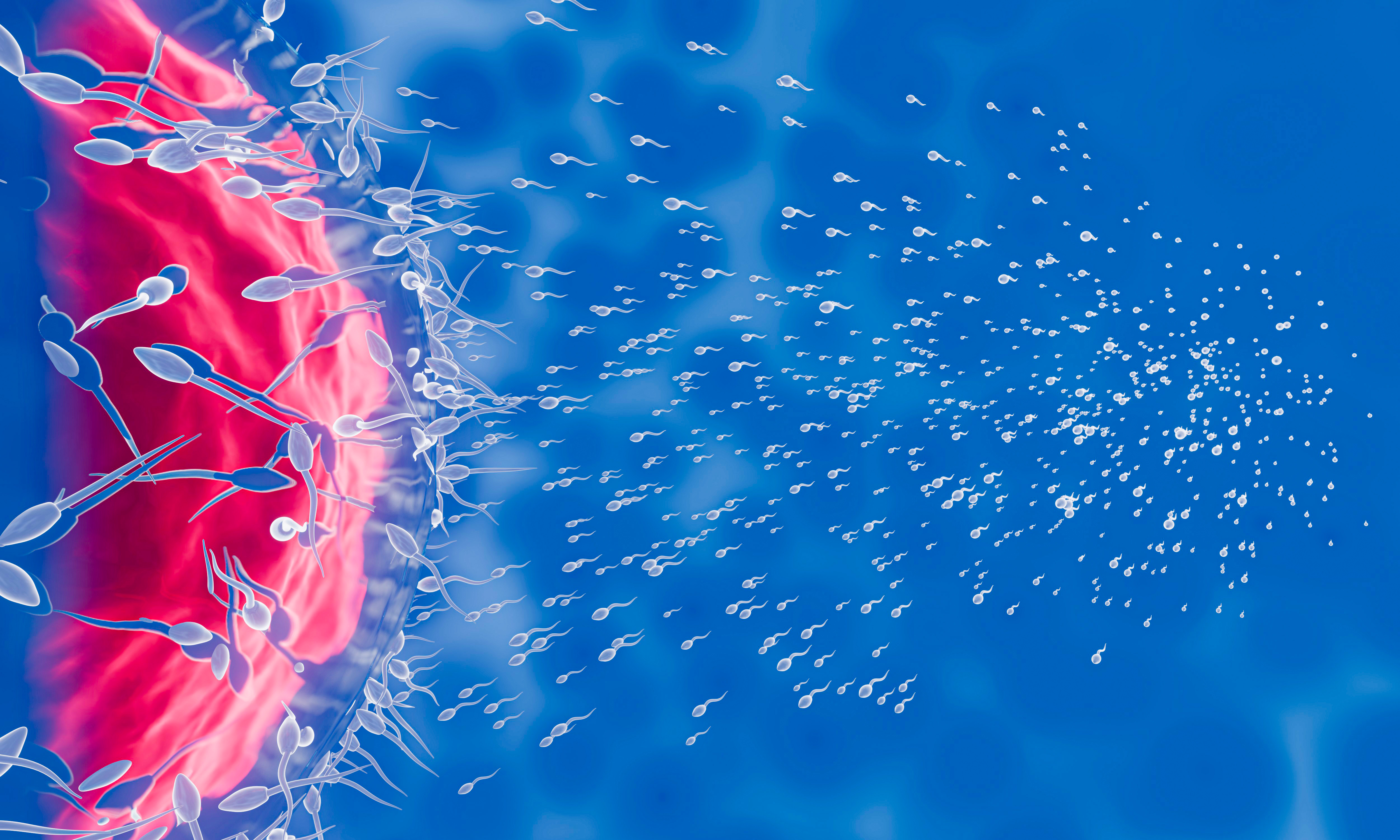 花瓣素材_精子向着卵子。来进行人类交配。卵子和精子之间的预受精模型。三维渲染_176803826 (1).jpg